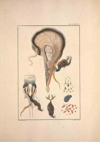 Reproducción/Reproduction 49831163342: Testacea utriusque Siciliae eorumque historia et anatome :. Parmae :Ex regio typographeio,MDCCXCI-MDCCCXXVI [1791-1827]. 