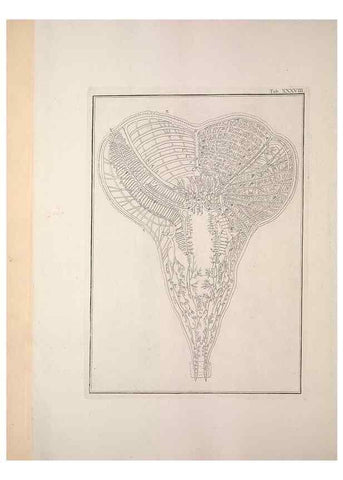 Reproducción/Reproduction 49830854731: Testacea utriusque Siciliae eorumque historia et anatome :. Parmae :Ex regio typographeio,MDCCXCI-MDCCCXXVI [1791-1827]. 