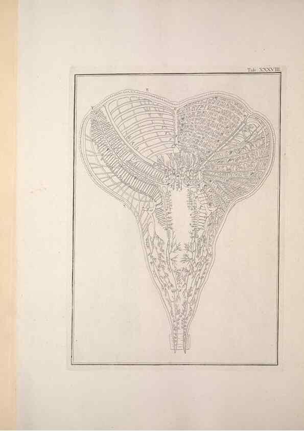 Reproducción/Reproduction 49830854731: Testacea utriusque Siciliae eorumque historia et anatome :. Parmae :Ex regio typographeio,MDCCXCI-MDCCCXXVI [1791-1827]. 