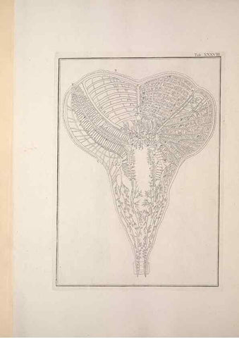 Reproducción/Reproduction 49830854731: Testacea utriusque Siciliae eorumque historia et anatome :. Parmae :Ex regio typographeio,MDCCXCI-MDCCCXXVI [1791-1827]. 