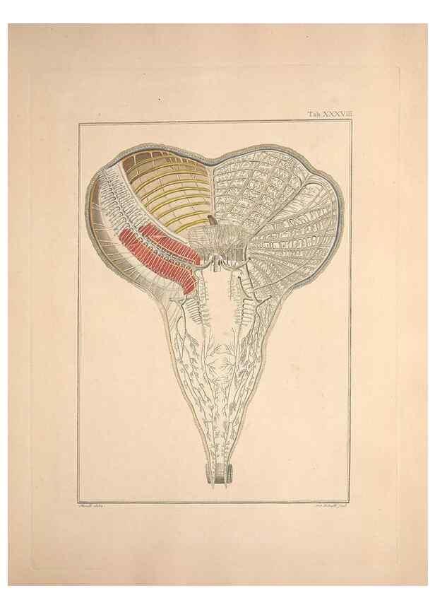 Reproducción/Reproduction 49830322868: Testacea utriusque Siciliae eorumque historia et anatome :. Parmae :Ex regio typographeio,MDCCXCI-MDCCCXXVI [1791-1827]. 