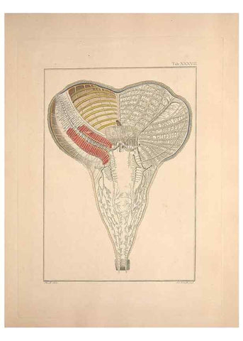 Reproducción/Reproduction 49830322868: Testacea utriusque Siciliae eorumque historia et anatome :. Parmae :Ex regio typographeio,MDCCXCI-MDCCCXXVI [1791-1827]. 