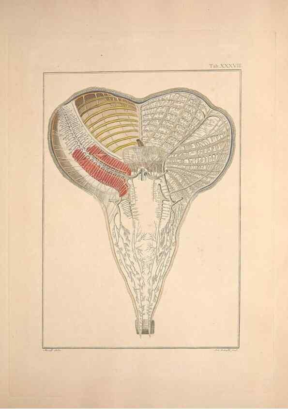 Reproducción/Reproduction 49830322868: Testacea utriusque Siciliae eorumque historia et anatome :. Parmae :Ex regio typographeio,MDCCXCI-MDCCCXXVI [1791-1827]. 