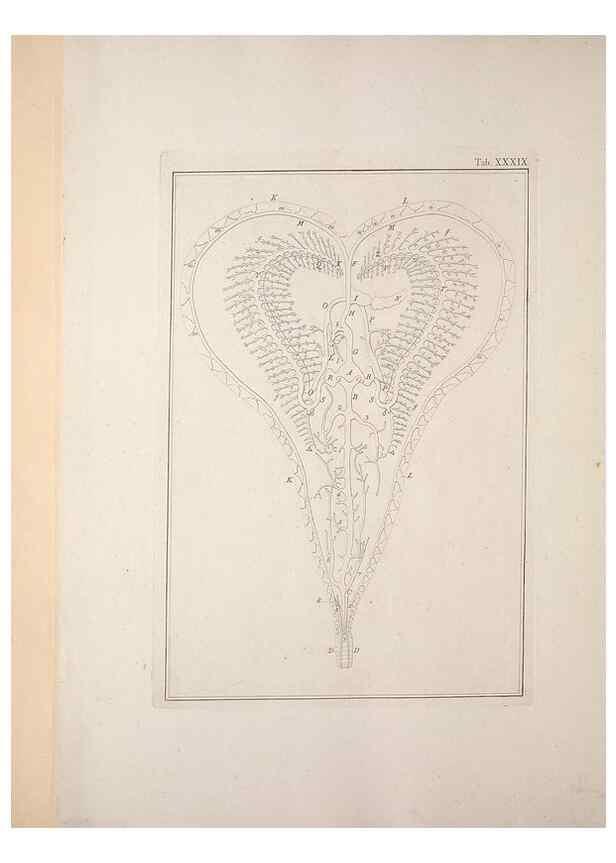 Reproducción/Reproduction 49831164592: Testacea utriusque Siciliae eorumque historia et anatome :. Parmae :Ex regio typographeio,MDCCXCI-MDCCCXXVI [1791-1827]. 