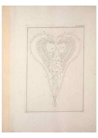 Reproducción/Reproduction 49831164592: Testacea utriusque Siciliae eorumque historia et anatome :. Parmae :Ex regio typographeio,MDCCXCI-MDCCCXXVI [1791-1827]. 