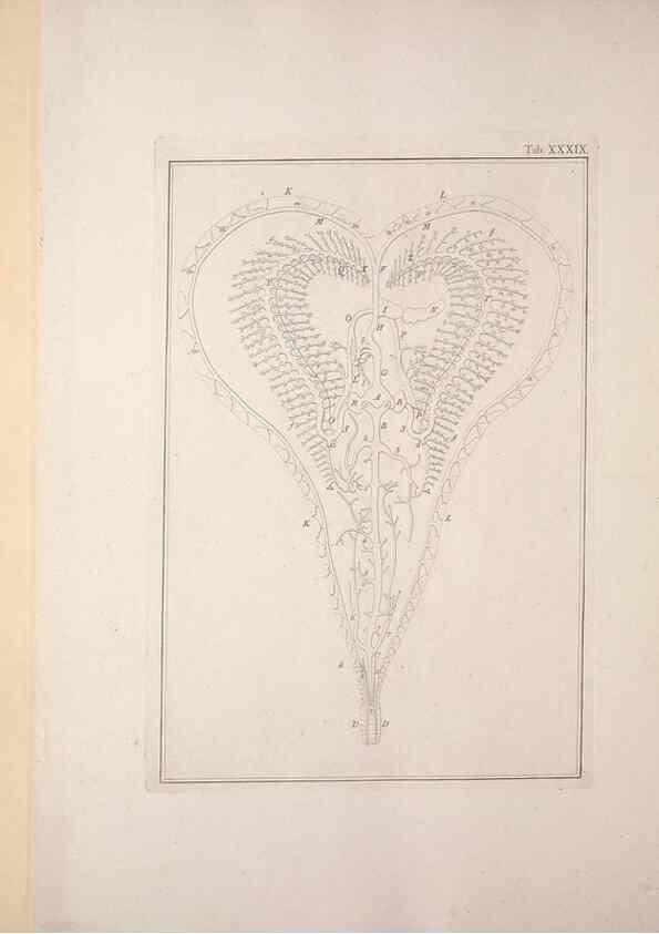 Reproducción/Reproduction 49831164592: Testacea utriusque Siciliae eorumque historia et anatome :. Parmae :Ex regio typographeio,MDCCXCI-MDCCCXXVI [1791-1827]. 
