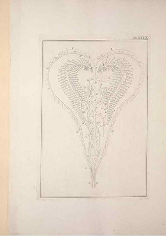 Reproducción/Reproduction 49831164592: Testacea utriusque Siciliae eorumque historia et anatome :. Parmae :Ex regio typographeio,MDCCXCI-MDCCCXXVI [1791-1827]. 