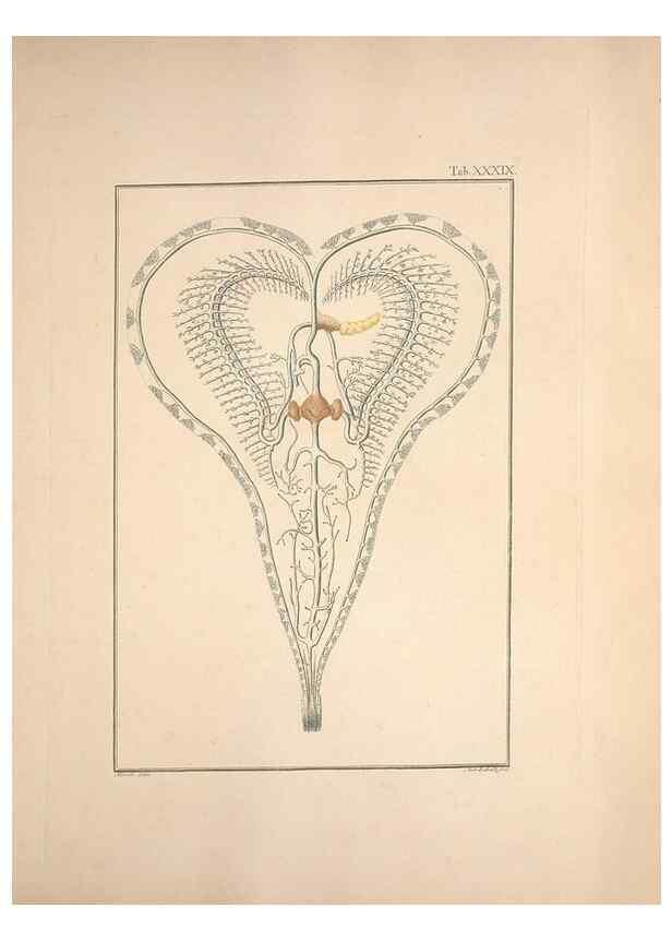 Reproducción/Reproduction 49830323543: Testacea utriusque Siciliae eorumque historia et anatome :. Parmae :Ex regio typographeio,MDCCXCI-MDCCCXXVI [1791-1827]. 