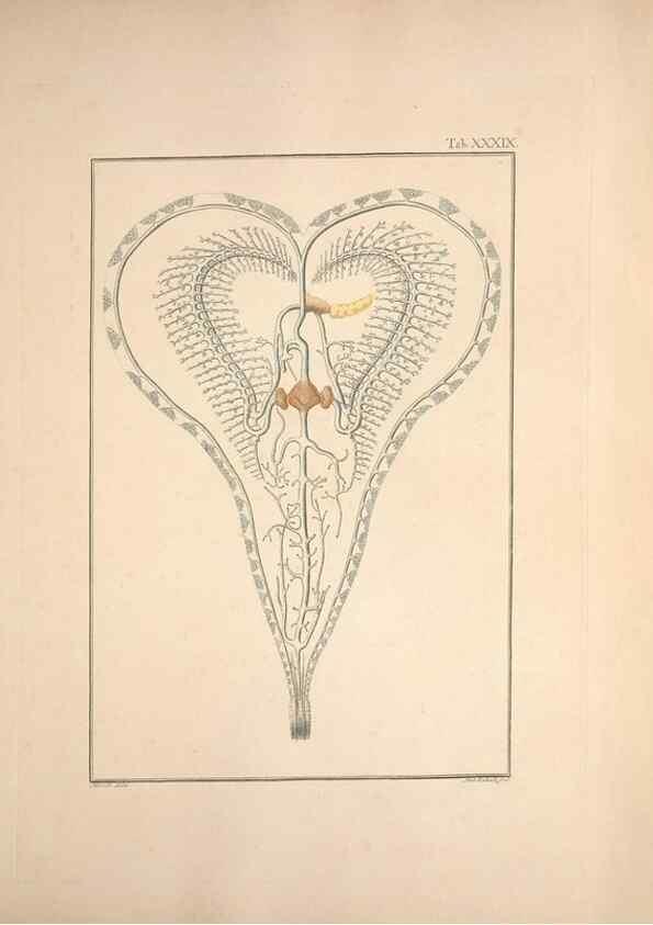 Reproducción/Reproduction 49830323543: Testacea utriusque Siciliae eorumque historia et anatome :. Parmae :Ex regio typographeio,MDCCXCI-MDCCCXXVI [1791-1827]. 