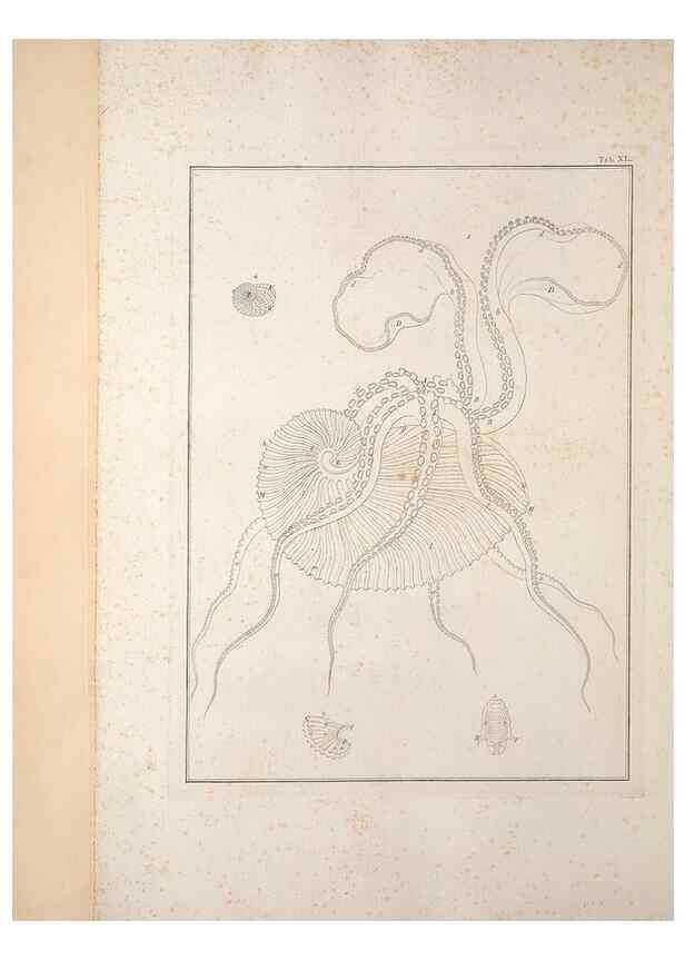 Reproducción/Reproduction 49830856211: Testacea utriusque Siciliae eorumque historia et anatome :. Parmae :Ex regio typographeio,MDCCXCI-MDCCCXXVI [1791-1827]. 