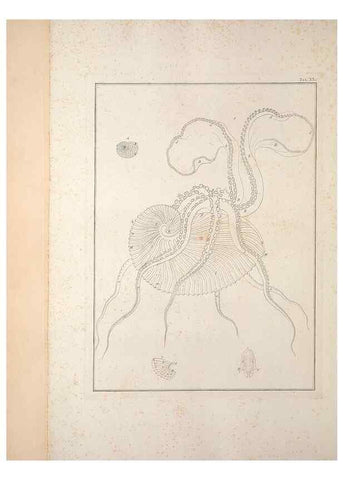 Reproducción/Reproduction 49830856211: Testacea utriusque Siciliae eorumque historia et anatome :. Parmae :Ex regio typographeio,MDCCXCI-MDCCCXXVI [1791-1827]. 