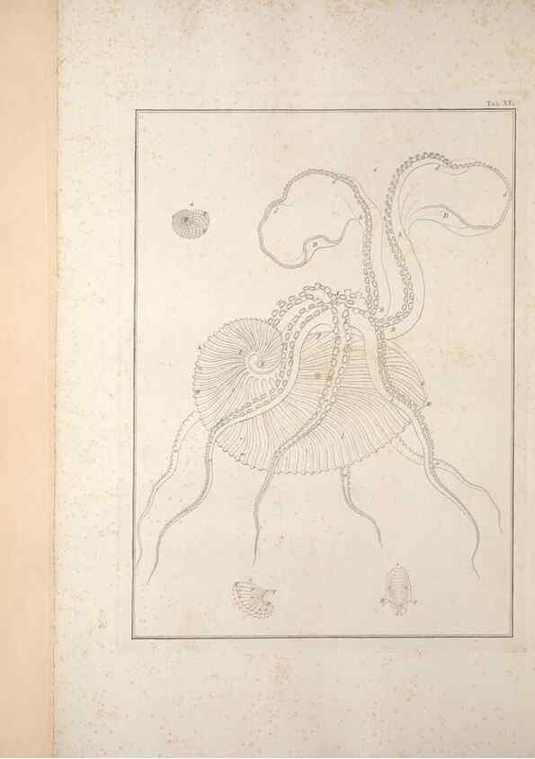Reproducción/Reproduction 49830856211: Testacea utriusque Siciliae eorumque historia et anatome :. Parmae :Ex regio typographeio,MDCCXCI-MDCCCXXVI [1791-1827]. 