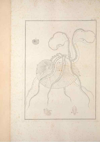 Reproducción/Reproduction 49830856211: Testacea utriusque Siciliae eorumque historia et anatome :. Parmae :Ex regio typographeio,MDCCXCI-MDCCCXXVI [1791-1827]. 