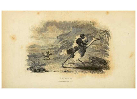 Reproducción/Reproduction 49830330813: General zoology, or Systematic natural history. London,Printed for G. Kearsley,1800-1826.. 