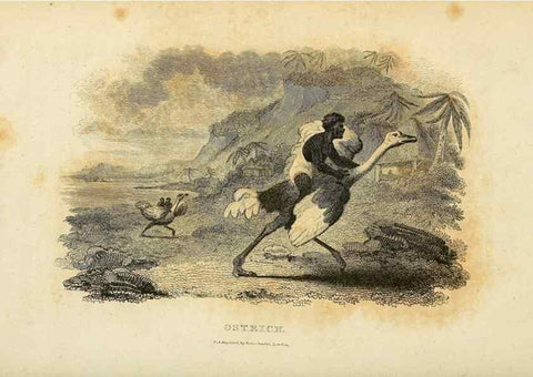 Reproducción/Reproduction 49830330813: General zoology, or Systematic natural history. London,Printed for G. Kearsley,1800-1826.. 