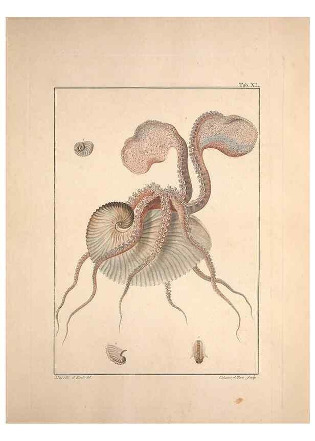 Reproducción/Reproduction 49830856566: Testacea utriusque Siciliae eorumque historia et anatome :. Parmae :Ex regio typographeio,MDCCXCI-MDCCCXXVI [1791-1827]. 