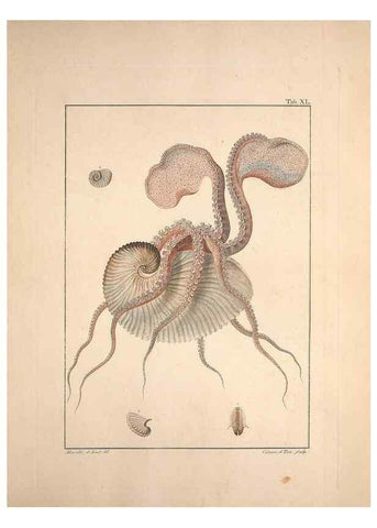 Reproducción/Reproduction 49830856566: Testacea utriusque Siciliae eorumque historia et anatome :. Parmae :Ex regio typographeio,MDCCXCI-MDCCCXXVI [1791-1827]. 