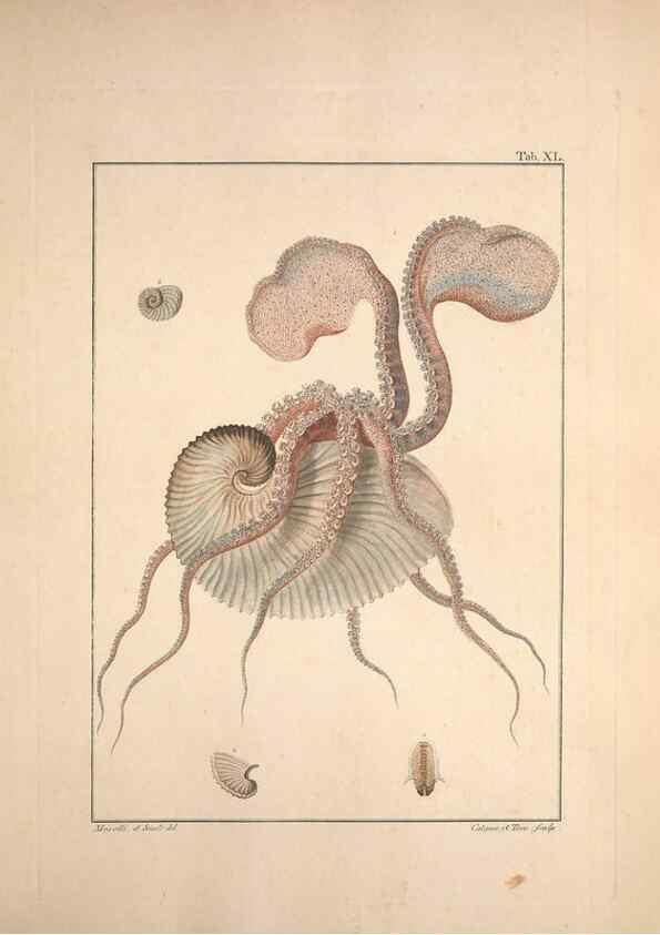 Reproducción/Reproduction 49830856566: Testacea utriusque Siciliae eorumque historia et anatome :. Parmae :Ex regio typographeio,MDCCXCI-MDCCCXXVI [1791-1827]. 