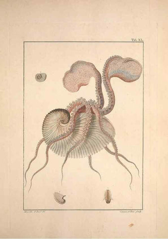 Reproducción/Reproduction 49830856566: Testacea utriusque Siciliae eorumque historia et anatome :. Parmae :Ex regio typographeio,MDCCXCI-MDCCCXXVI [1791-1827]. 