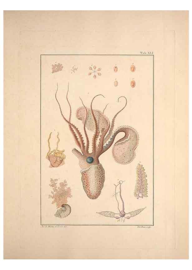 Reproducción/Reproduction 49830857306: Testacea utriusque Siciliae eorumque historia et anatome :. Parmae :Ex regio typographeio,MDCCXCI-MDCCCXXVI [1791-1827]. 