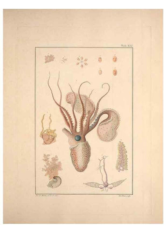 Reproducción/Reproduction 49830857306: Testacea utriusque Siciliae eorumque historia et anatome :. Parmae :Ex regio typographeio,MDCCXCI-MDCCCXXVI [1791-1827]. 