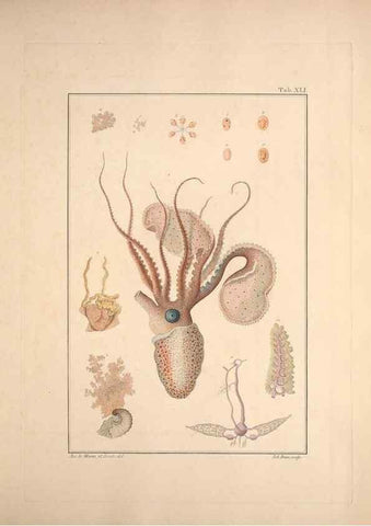 Reproducción/Reproduction 49830857306: Testacea utriusque Siciliae eorumque historia et anatome :. Parmae :Ex regio typographeio,MDCCXCI-MDCCCXXVI [1791-1827]. 