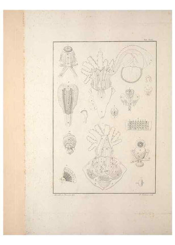 Reproducción/Reproduction 49830325378: Testacea utriusque Siciliae eorumque historia et anatome :. Parmae :Ex regio typographeio,MDCCXCI-MDCCCXXVI [1791-1827]. 