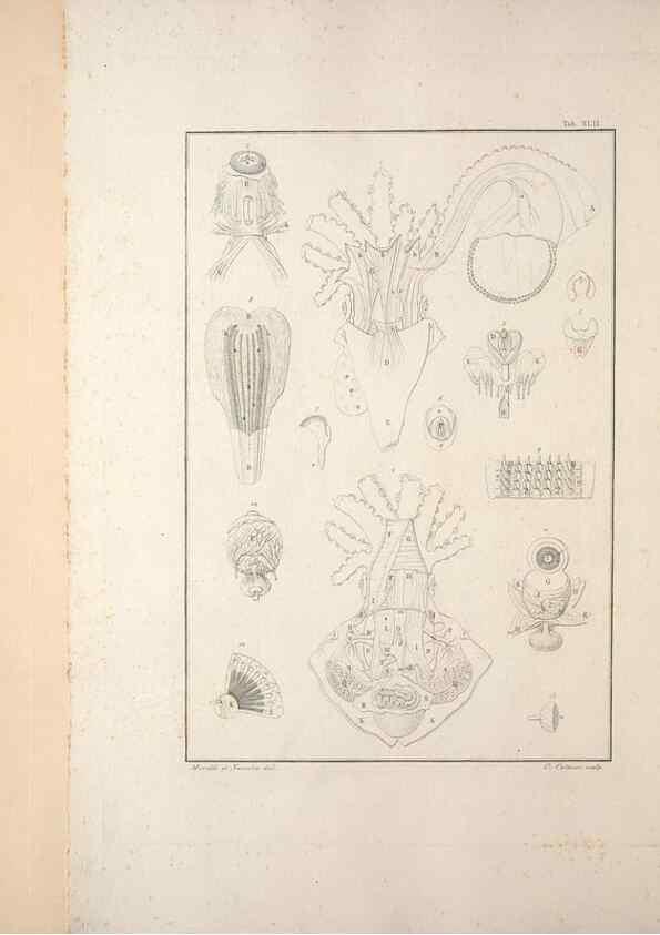 Reproducción/Reproduction 49830325378: Testacea utriusque Siciliae eorumque historia et anatome :. Parmae :Ex regio typographeio,MDCCXCI-MDCCCXXVI [1791-1827]. 