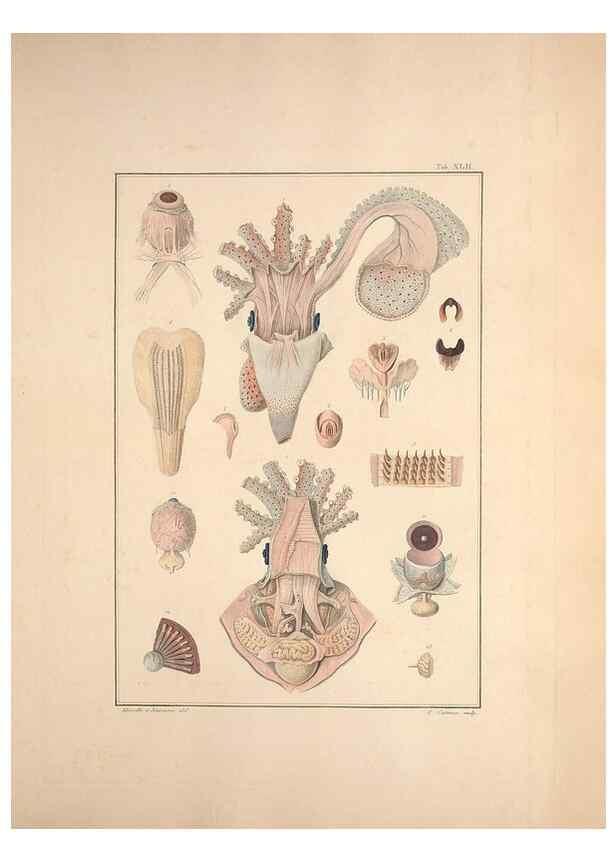 Reproducción/Reproduction 49830858291: Testacea utriusque Siciliae eorumque historia et anatome :. Parmae :Ex regio typographeio,MDCCXCI-MDCCCXXVI [1791-1827]. 
