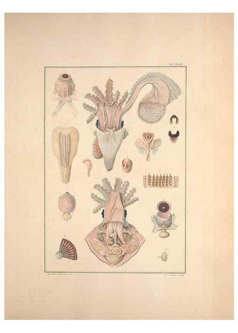 Reproducción/Reproduction 49830858291: Testacea utriusque Siciliae eorumque historia et anatome :. Parmae :Ex regio typographeio,MDCCXCI-MDCCCXXVI [1791-1827]. 