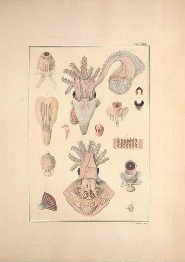 Reproducción/Reproduction 49830858291: Testacea utriusque Siciliae eorumque historia et anatome :. Parmae :Ex regio typographeio,MDCCXCI-MDCCCXXVI [1791-1827]. 