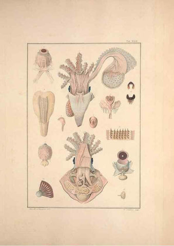 Reproducción/Reproduction 49830858291: Testacea utriusque Siciliae eorumque historia et anatome :. Parmae :Ex regio typographeio,MDCCXCI-MDCCCXXVI [1791-1827]. 