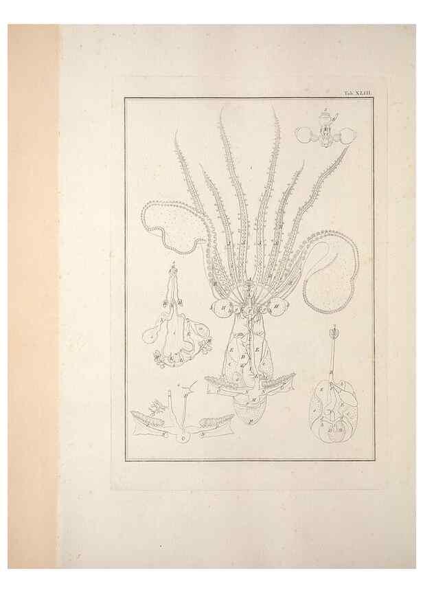 Reproducción/Reproduction 49831167612: Testacea utriusque Siciliae eorumque historia et anatome :. Parmae :Ex regio typographeio,MDCCXCI-MDCCCXXVI [1791-1827]. 