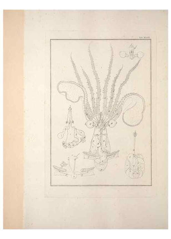 Reproducción/Reproduction 49831167612: Testacea utriusque Siciliae eorumque historia et anatome :. Parmae :Ex regio typographeio,MDCCXCI-MDCCCXXVI [1791-1827]. 
