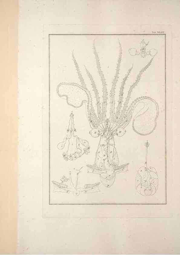 Reproducción/Reproduction 49831167612: Testacea utriusque Siciliae eorumque historia et anatome :. Parmae :Ex regio typographeio,MDCCXCI-MDCCCXXVI [1791-1827]. 