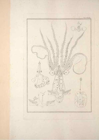 Reproducción/Reproduction 49831167612: Testacea utriusque Siciliae eorumque historia et anatome :. Parmae :Ex regio typographeio,MDCCXCI-MDCCCXXVI [1791-1827]. 