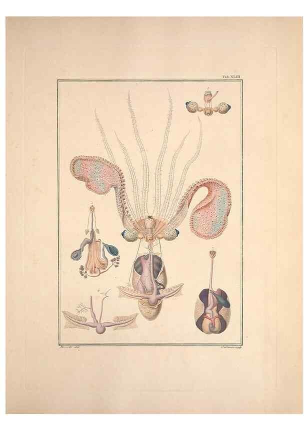 Reproducción/Reproduction 49831167972: Testacea utriusque Siciliae eorumque historia et anatome :. Parmae :Ex regio typographeio,MDCCXCI-MDCCCXXVI [1791-1827]. 
