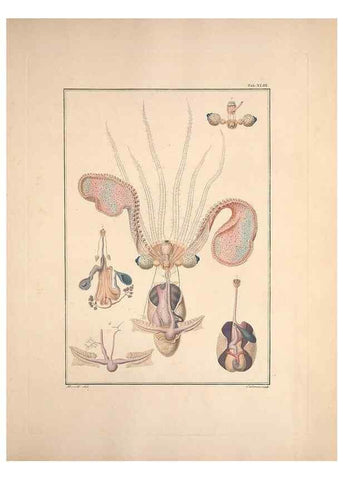 Reproducción/Reproduction 49831167972: Testacea utriusque Siciliae eorumque historia et anatome :. Parmae :Ex regio typographeio,MDCCXCI-MDCCCXXVI [1791-1827]. 