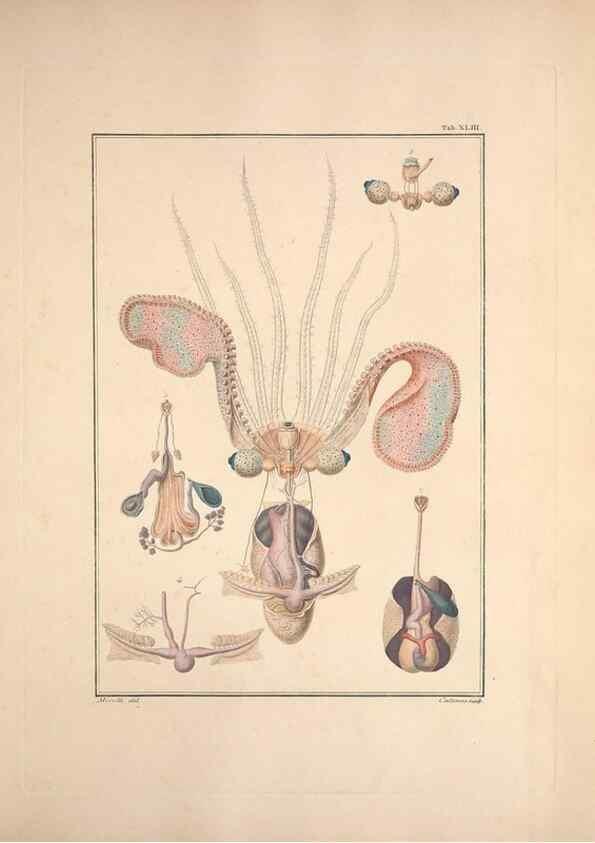 Reproducción/Reproduction 49831167972: Testacea utriusque Siciliae eorumque historia et anatome :. Parmae :Ex regio typographeio,MDCCXCI-MDCCCXXVI [1791-1827]. 