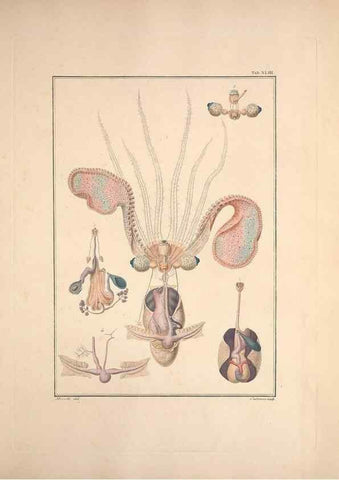 Reproducción/Reproduction 49831167972: Testacea utriusque Siciliae eorumque historia et anatome :. Parmae :Ex regio typographeio,MDCCXCI-MDCCCXXVI [1791-1827]. 
