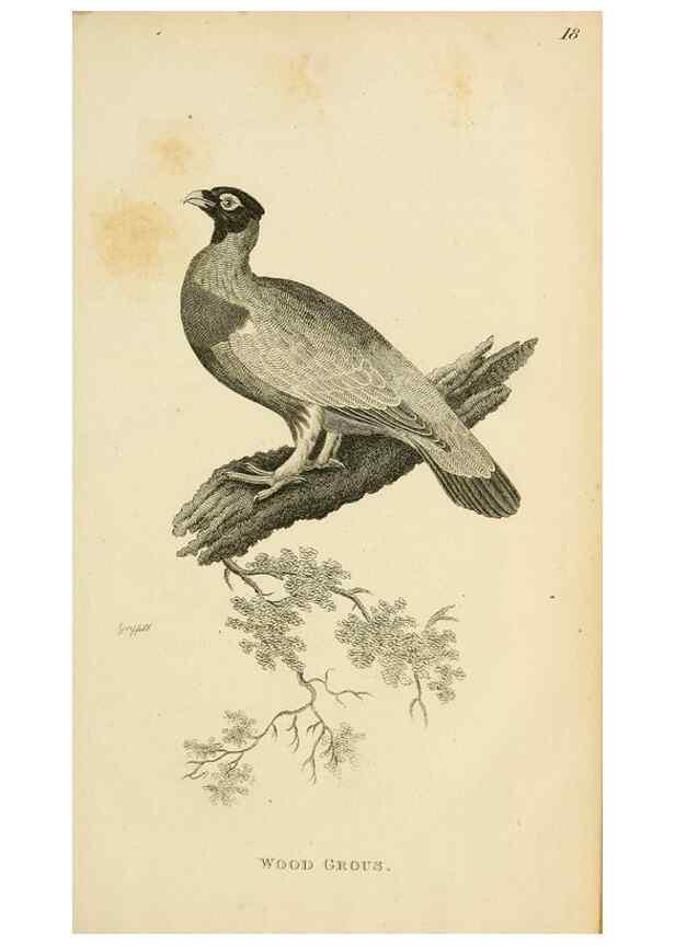 Reproducción/Reproduction 49830859016: General zoology, or Systematic natural history. London,Printed for G. Kearsley,1800-1826.. 
