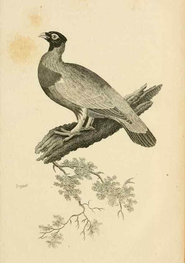 Reproducción/Reproduction 49830859016: General zoology, or Systematic natural history. London,Printed for G. Kearsley,1800-1826.. 