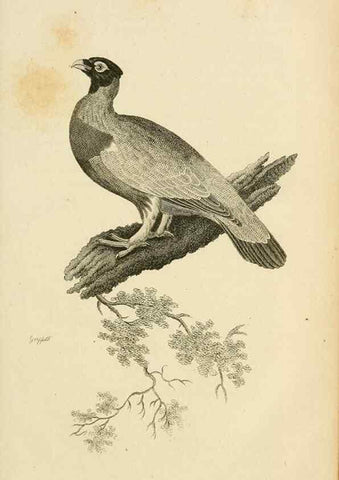 Reproducción/Reproduction 49830859016: General zoology, or Systematic natural history. London,Printed for G. Kearsley,1800-1826.. 
