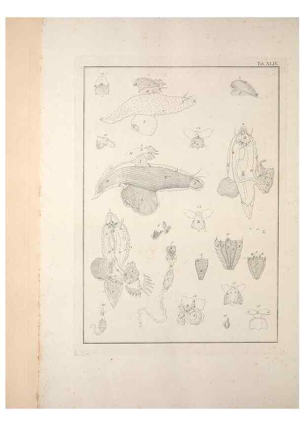Reproducción/Reproduction 49831168312: Testacea utriusque Siciliae eorumque historia et anatome :. Parmae :Ex regio typographeio,MDCCXCI-MDCCCXXVI [1791-1827]. 