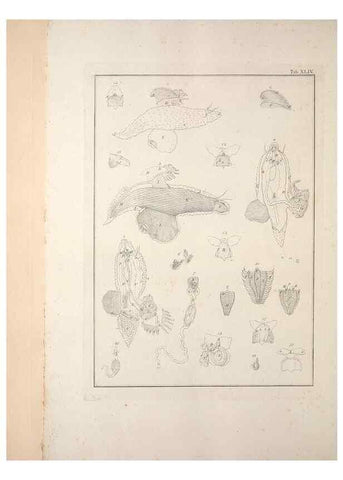 Reproducción/Reproduction 49831168312: Testacea utriusque Siciliae eorumque historia et anatome :. Parmae :Ex regio typographeio,MDCCXCI-MDCCCXXVI [1791-1827]. 