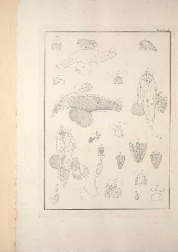 Reproducción/Reproduction 49831168312: Testacea utriusque Siciliae eorumque historia et anatome :. Parmae :Ex regio typographeio,MDCCXCI-MDCCCXXVI [1791-1827]. 