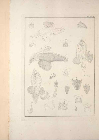 Reproducción/Reproduction 49831168312: Testacea utriusque Siciliae eorumque historia et anatome :. Parmae :Ex regio typographeio,MDCCXCI-MDCCCXXVI [1791-1827]. 