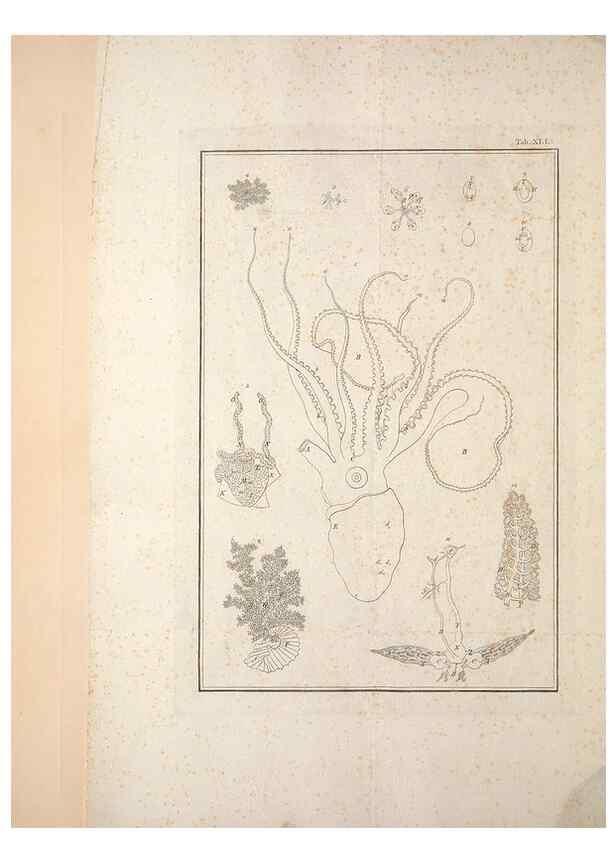 Reproducción/Reproduction 49830856881: Testacea utriusque Siciliae eorumque historia et anatome :. Parmae :Ex regio typographeio,MDCCXCI-MDCCCXXVI [1791-1827]. 