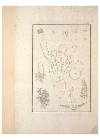Reproducción/Reproduction 49830856881: Testacea utriusque Siciliae eorumque historia et anatome :. Parmae :Ex regio typographeio,MDCCXCI-MDCCCXXVI [1791-1827]. 