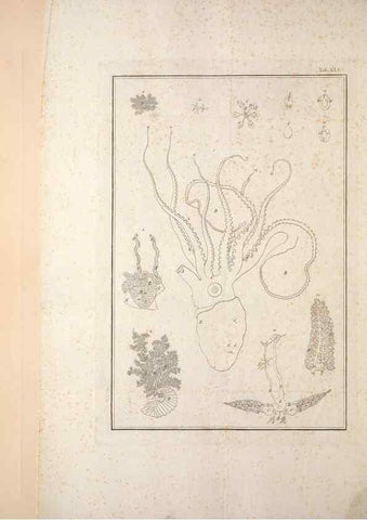 Reproducción/Reproduction 49830856881: Testacea utriusque Siciliae eorumque historia et anatome :. Parmae :Ex regio typographeio,MDCCXCI-MDCCCXXVI [1791-1827]. 